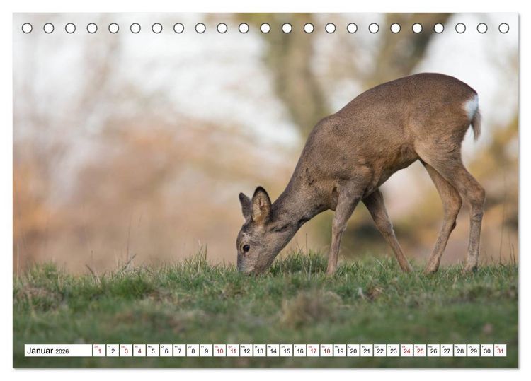 Produktbild: Anmut mit sanften Augen - Rehwild in der freien Natur (Tischkalender 2026 DIN A5 quer), CALVENDO Monatskalender