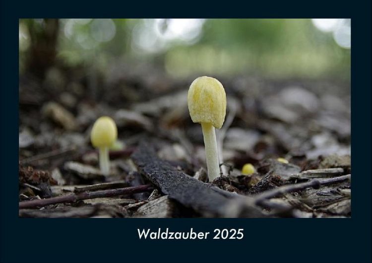Produktbild: Waldzauber 2025 Fotokalender DIN A4