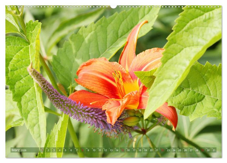 Produktbild: Taglilien im Garten (Wandkalender 2026 DIN A2 quer), CALVENDO Monatskalender