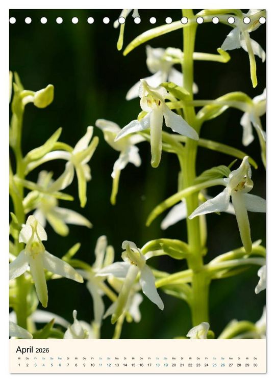 Produktbild: Einheimische Orchideen (Tischkalender 2026 DIN A5 hoch), CALVENDO Monatskalender