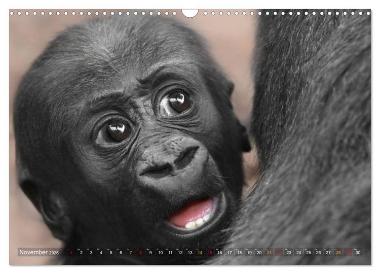 Produktbild: MENSCHENAFFENKINDER 2 (Wandkalender 2026 DIN A3 quer), CALVENDO Monatskalender