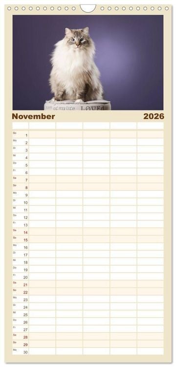 Produktbild: Familienplaner 2026 - Zauberhafte Ragdolls mit 5 Spalten (Wandkalender, 21 x 45 cm) CALVENDO