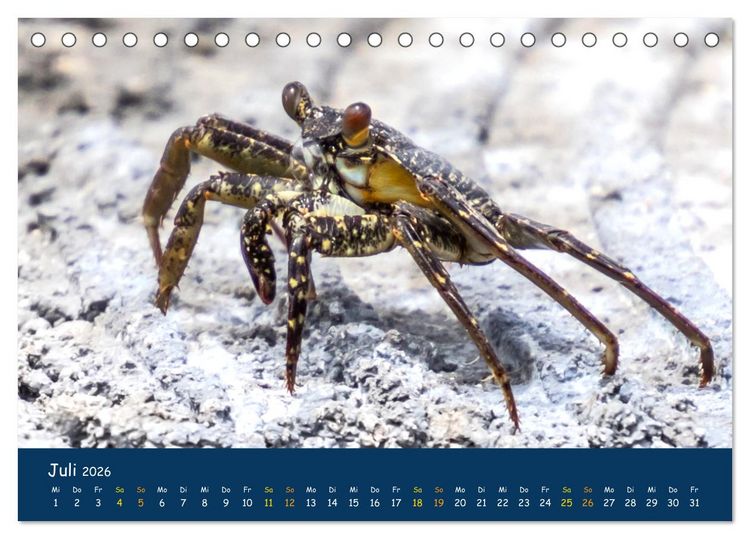 Produktbild: Faszinierende Tierwelt von Mauritius - Magische Momente der Natur (Tischkalender 2026 DIN A5 quer), CALVENDO Monatskalender