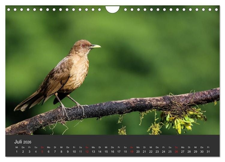 Produktbild: Costa Rica 2026 Exotische Vogelwelt (Wandkalender 2026 DIN A4 quer), CALVENDO Monatskalender