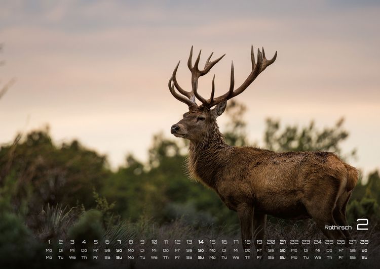 Produktbild: Waldtiere - Heimische Waldbewohner - Der Tierkalender - 2027 - Kalender DIN A2