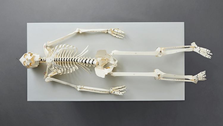 Produktbild: Build Your Own Human Skeleton &ndash; Life Size!