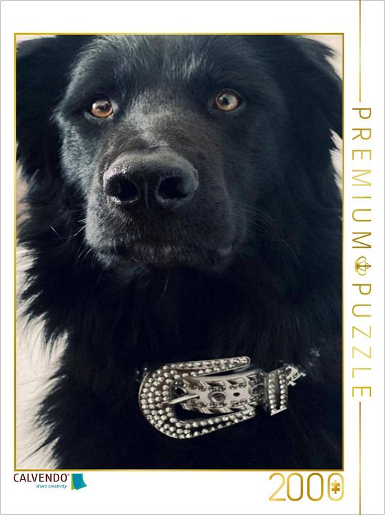 Produktbild: CALVENDO Puzzle Hund in der Pubert&auml;t | 2000 Teile Lege-Gr&ouml;&szlig;e 90x67cm Foto-Puzzle f&uuml;r gl&uuml;ckliche Stunden