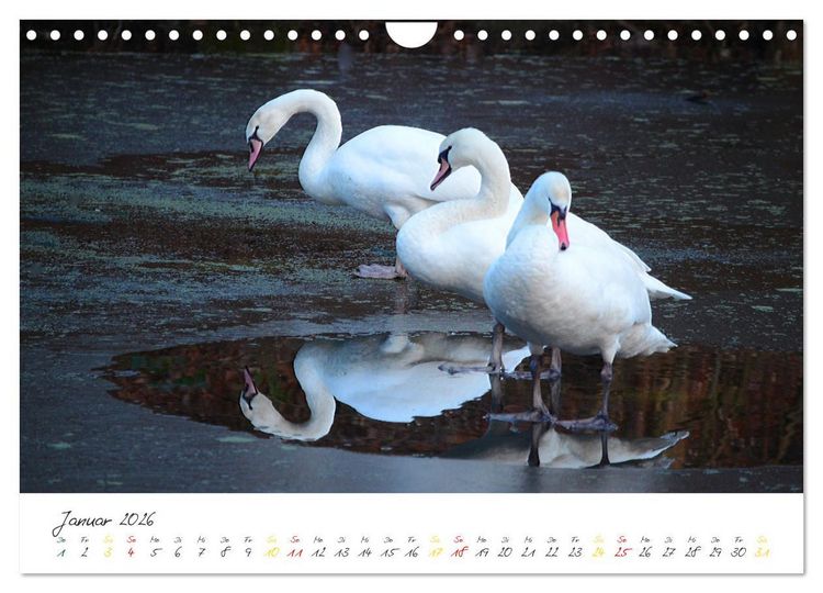 Produktbild: Schw&auml;ne, Liebe f&uuml;r die Ewigkeit (Wandkalender 2026 DIN A4 quer), CALVENDO Monatskalender