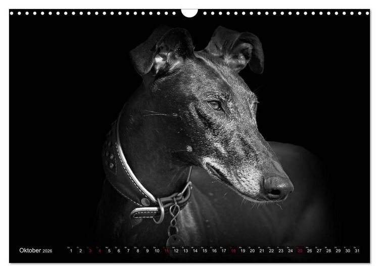 Produktbild: Galgo Espa&ntilde;ol - der spanische Windhund 2026 (Wandkalender 2026 DIN A3 quer), CALVENDO Monatskalender
