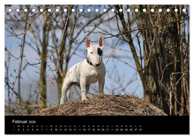 Produktbild: Bullterrier 2026 - Kleine Clowns mit gro&szlig;em Herz (Tischkalender 2026 DIN A5 quer), CALVENDO Monatskalender