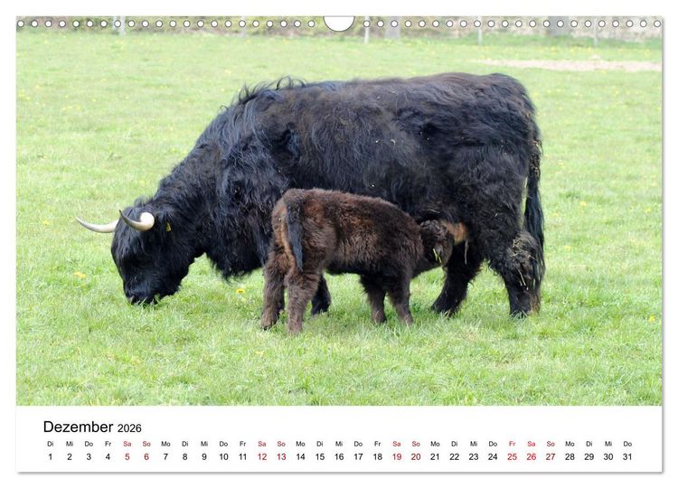 Produktbild: Die Schottischen Hochlandrinder und ihr Nachwuchs (Wandkalender 2026 DIN A3 quer), CALVENDO Monatskalender
