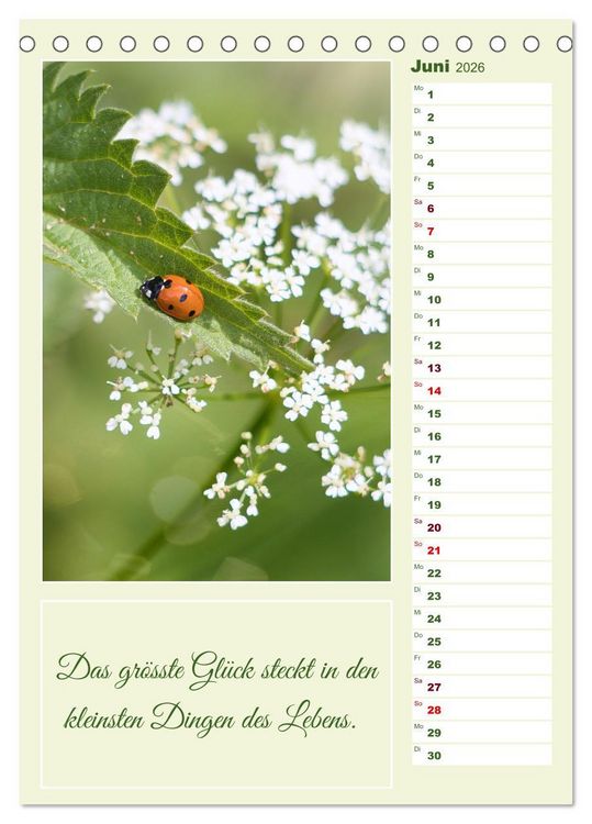 Produktbild: Marienk&auml;fer, Gl&uuml;cksbringer mit sieben Punkten (Tischkalender 2026 DIN A5 hoch), CALVENDO Monatskalender