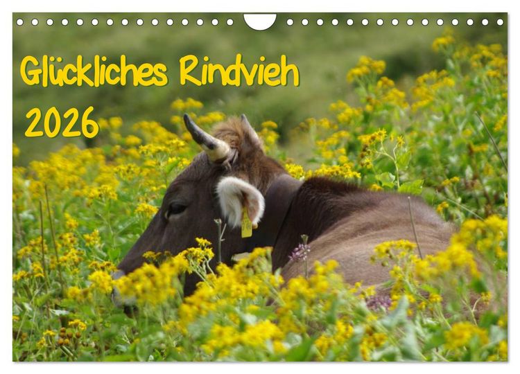 Produktbild: Gl&uuml;ckliches Rindvieh 2026 (Wandkalender 2026 DIN A4 quer), CALVENDO Monatskalender