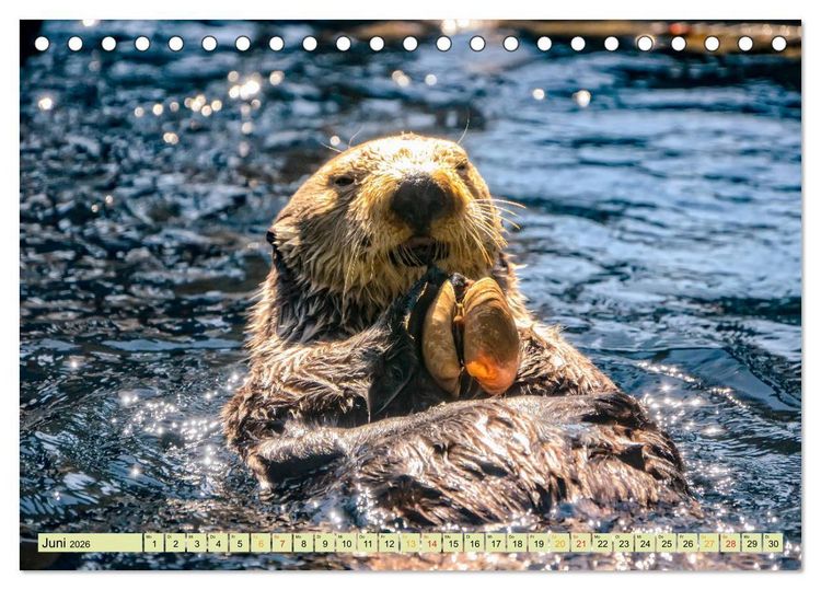 Produktbild: Fischotter - putzige Kerlchen und elegante Schwimmer (Tischkalender 2026 DIN A5 quer), CALVENDO Monatskalender