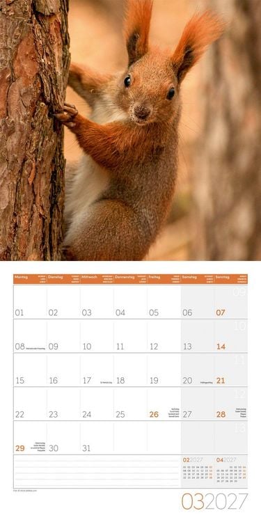 Produktbild: Eichh&ouml;rnchen Kalender 2027 - 30x30 - Art12