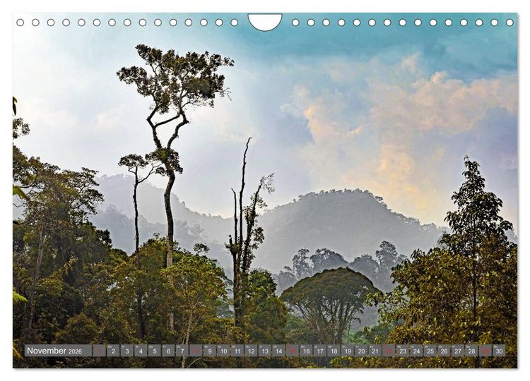 Produktbild: Im Regenwald von Borneo (Wandkalender 2026 DIN A4 quer), CALVENDO Monatskalender