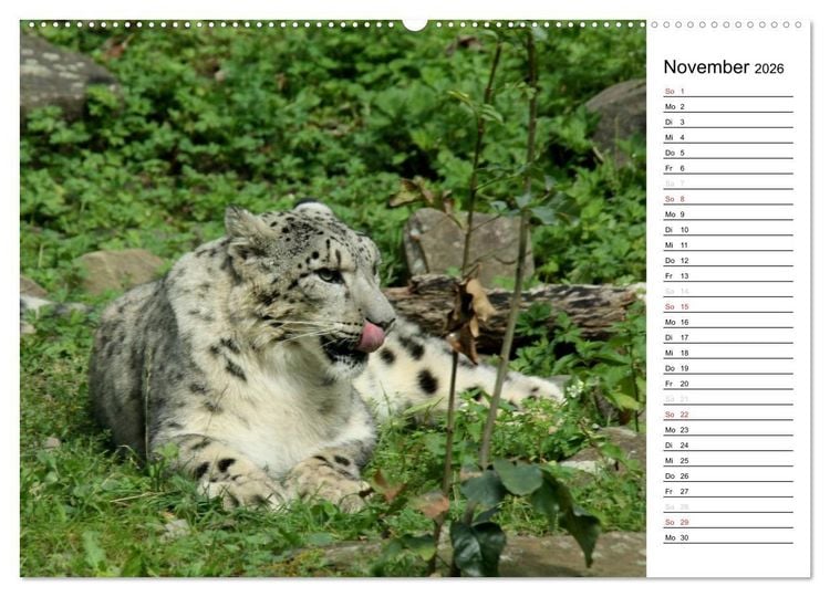 Produktbild: Der Schneeleopard (Wandkalender 2026 DIN A2 quer), CALVENDO Monatskalender