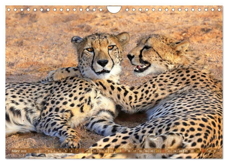 Produktbild: Geparden - Begegnungen in Afrika (Wandkalender 2026 DIN A4 quer), CALVENDO Monatskalender