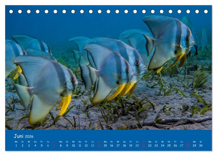 Produktbild: Unterwasserwelten (Tischkalender 2026 DIN A5 quer), CALVENDO Monatskalender