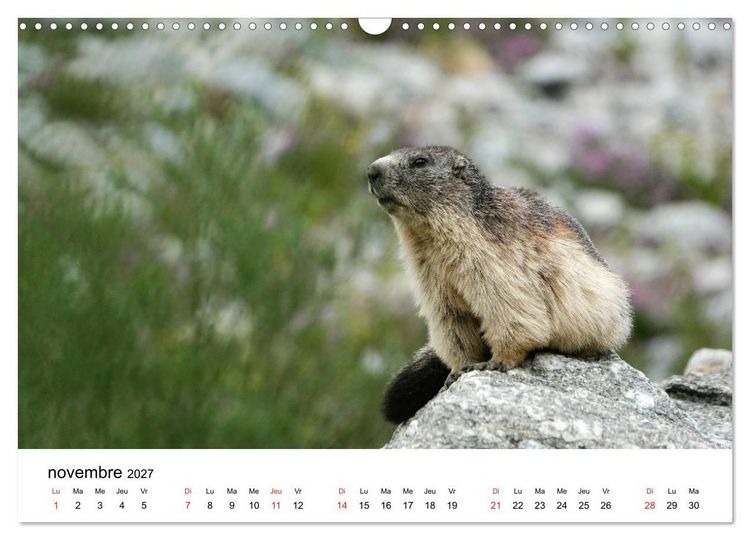 Produktbild: Le monde des marmottes en Haute Maurienne (Calendrier mural 2027 DIN A3 vertical), CALVENDO calendrier mensuel