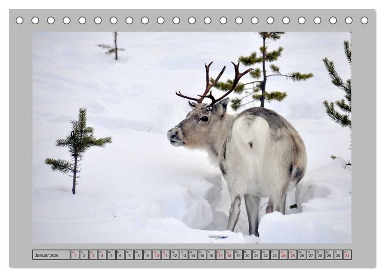 Produktbild: Rentiere im Hohen Norden (Tischkalender 2026 DIN A5 quer), CALVENDO Monatskalender