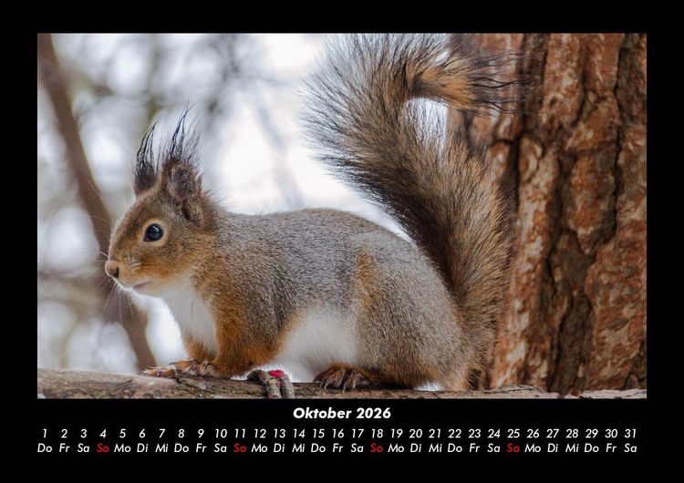 Produktbild: Tierkalender 2026 Fotokalender DIN A3