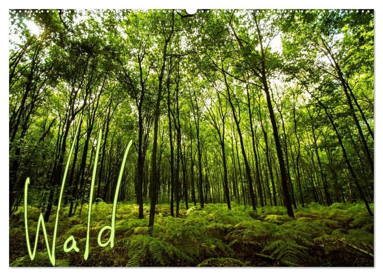 Produktbild: Wald (Wandkalender 2026 DIN A2 quer), CALVENDO Monatskalender