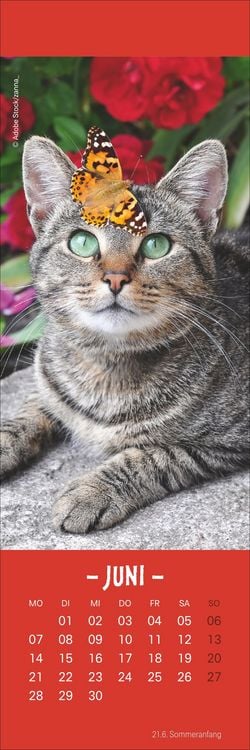 Produktbild: Katzen Lesezeichen & Kalender 2027
