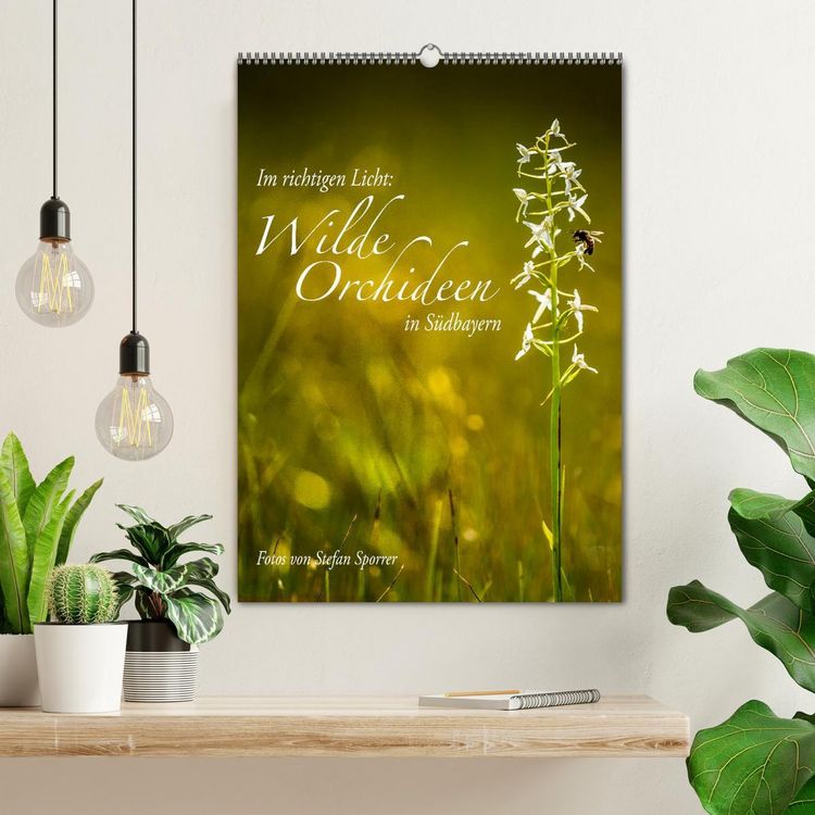 Produktbild: Im richtigen Licht: Wilde Orchideen in S&uuml;dbayern (Wandkalender 2026 DIN A2 hoch), CALVENDO Monatskalender