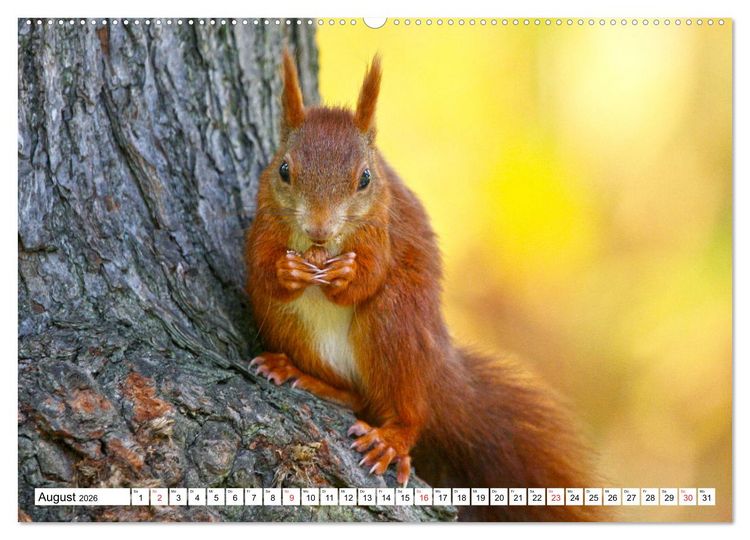 Produktbild: Eichh&ouml;rnchen in freier Natur (hochwertiger Premium Wandkalender 2026 DIN A2 quer), Kunstdruck in Hochglanz