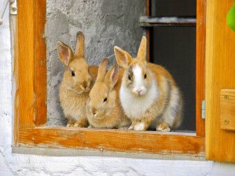 Produktbild: CALVENDO Puzzle Drei Kaninchen am offenen Stallfenster | 1000 Teile Lege-Gr&ouml;&szlig;e 64x48cm Foto-Puzzle f&uuml;r gl&uuml;ckliche Stunden