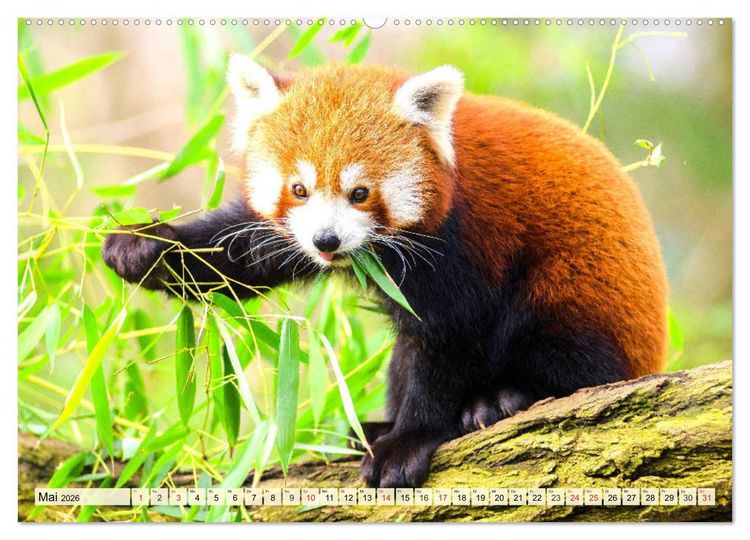 Produktbild: Roter Panda. Die superknuddeligen Katzenb&auml;ren (hochwertiger Premium Wandkalender 2026 DIN A2 quer), Kunstdruck in Hochglanz