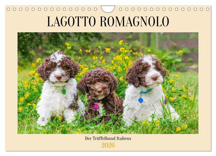 Produktbild: Lagotto Romagnolo - der Tr&uuml;ffelhund Italiens (Wandkalender 2026 DIN A4 quer), CALVENDO Monatskalender