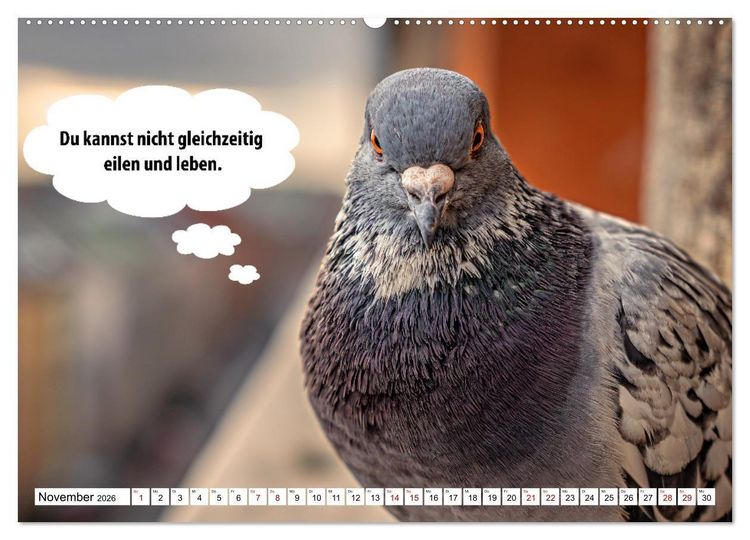 Produktbild: Stille Pfoten, weise Worte - Tiere zeigen dir den Weg zu mehr Gelassenheit (hochwertiger Premium Wandkalender 2026 DIN A2 quer), Kunstdruck in Hochglanz