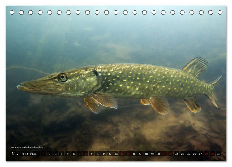 Produktbild: Tauchrevier Deutschland - Der Hecht (Esox lucius) (Tischkalender 2026 DIN A5 quer), CALVENDO Monatskalender