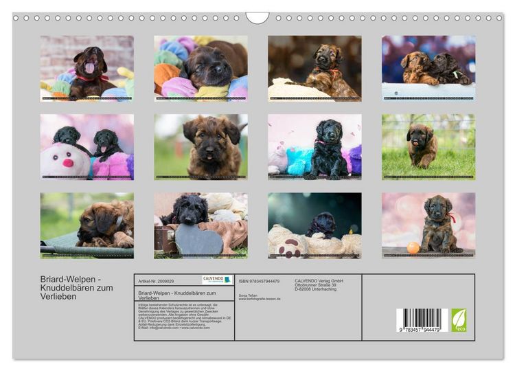 Produktbild: Briard-Welpen - Knuddelb&auml;ren zum Verlieben (Wandkalender 2026 DIN A3 quer), CALVENDO Monatskalender