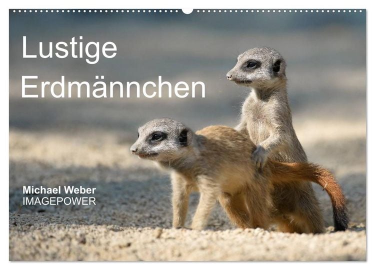Produktbild: Lustige Erdm&auml;nnchen (Wandkalender 2026 DIN A2 quer), CALVENDO Monatskalender