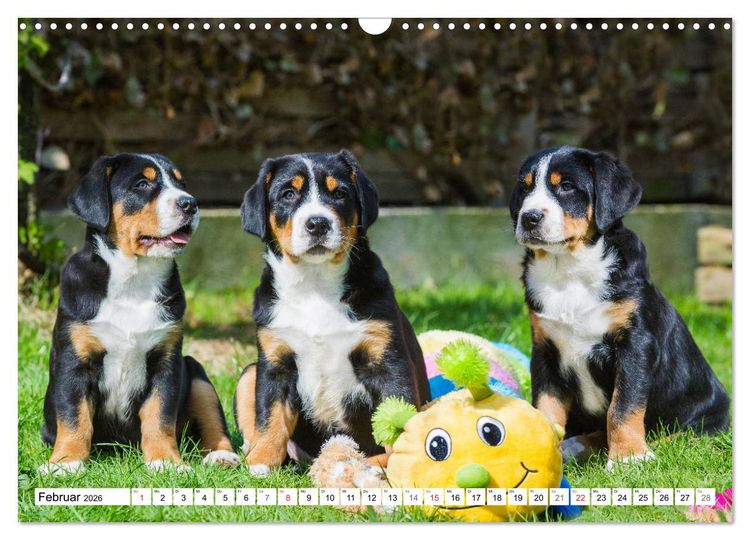 Produktbild: Schweizer Sennenhunde - die Hunde aus den Schweizer Alpen (Wandkalender 2026 DIN A3 quer), CALVENDO Monatskalender