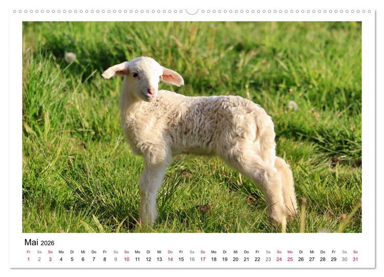 Produktbild: Sch&auml;fchen z&auml;hlen - Mit Schafen durchs Jahr (hochwertiger Premium Wandkalender 2026 DIN A2 quer), Kunstdruck in Hochglanz