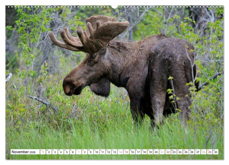 Produktbild: Alaska - Lockruf der Wildnis (hochwertiger Premium Wandkalender 2026 DIN A2 quer), Kunstdruck in Hochglanz