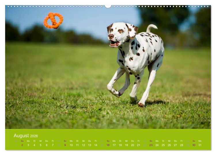 Produktbild: Dalmatiner 2026 (Wandkalender 2026 DIN A2 quer), CALVENDO Monatskalender