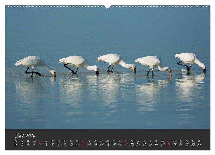 Produktbild: Natur erleben Seewinkel-Neusiedlersee (hochwertiger Premium Wandkalender 2026 DIN A2 quer), Kunstdruck in Hochglanz