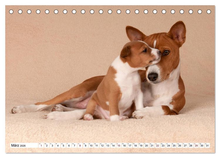 Produktbild: Wunderbare Basenji Welpenzeit (Tischkalender 2026 DIN A5 quer), CALVENDO Monatskalender