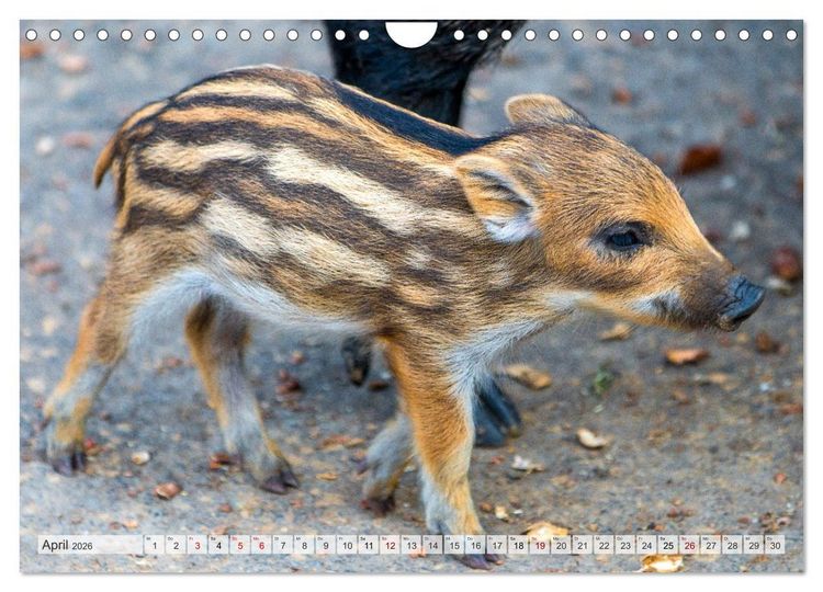 Produktbild: Wildschweine - Im Schatten des Waldes (Wandkalender 2026 DIN A4 quer), CALVENDO Monatskalender