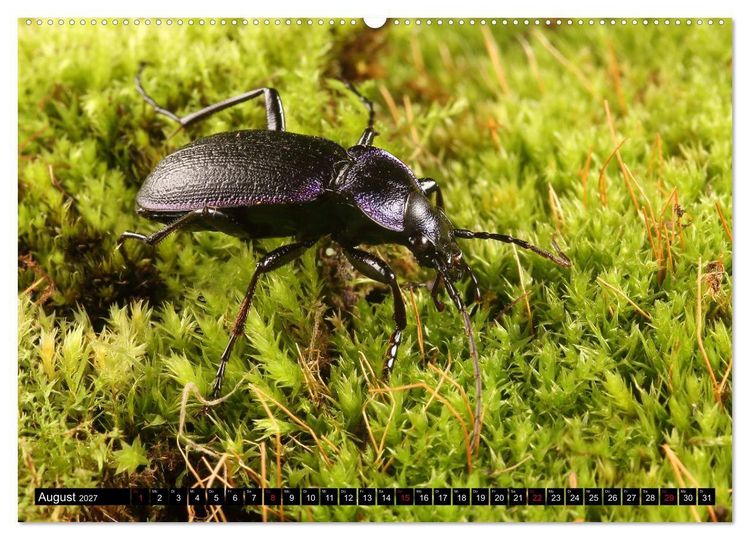 Produktbild: LAUFK&Auml;FER - CARABIDAE (hochwertiger Premium Wandkalender 2027 DIN A2 quer), Kunstdruck in Hochglanz
