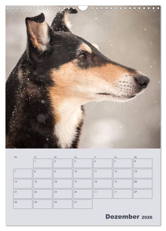 Produktbild: Kurzhaarcollies (Wandkalender 2026 DIN A3 hoch), CALVENDO Monatskalender