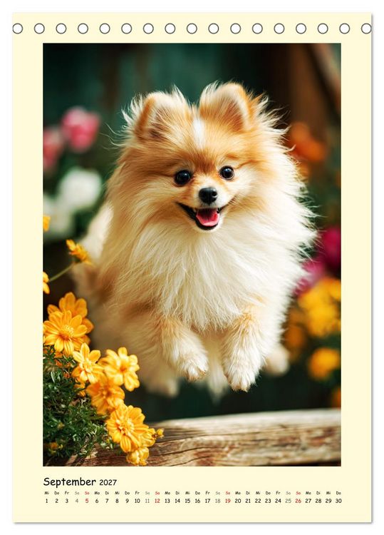 Produktbild: Der Pomeranian. Putziger Zwergspitz zum Verlieben (Tischkalender 2027 DIN A5 hoch), CALVENDO Monatskalender