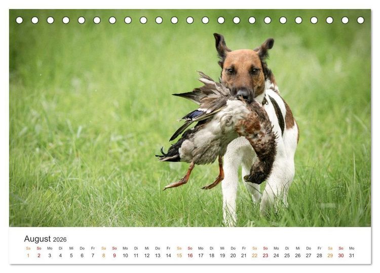 Produktbild: Treue Jagdgef&auml;hrten - Jagdhunderassen im Portrait (Tischkalender 2026 DIN A5 quer), CALVENDO Monatskalender