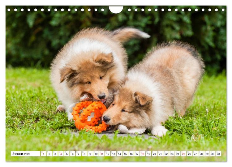 Produktbild: Colliewelpen - kleine Collies erobern die Welt (Wandkalender 2026 DIN A4 quer), CALVENDO Monatskalender