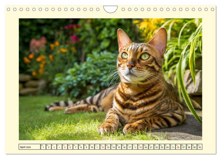 Produktbild: Toyger Katzen. Der exotische Mini-Tiger im Garten (Wandkalender 2026 DIN A4 quer), CALVENDO Monatskalender
